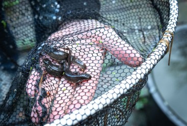 VAR: vissen, amfibiën en reptielen